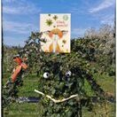 Buch* Glück gesucht! Limitierte Ausgabe mit echten Glückskleesamen!